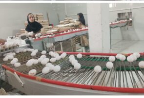 سالانه بیش از ۵ هزار تن تخم مرغ در شهرستان کاشمر تولید می شود