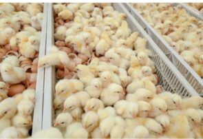 حفظ جایگاه شهرستان کاشمر در حوزه پرورش مرغ با استمرار در جوجه ریزی