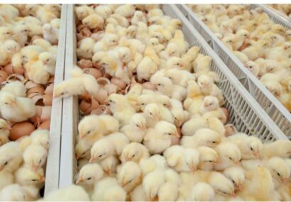 حفظ جایگاه شهرستان کاشمر در حوزه پرورش مرغ با استمرار در جوجه ریزی