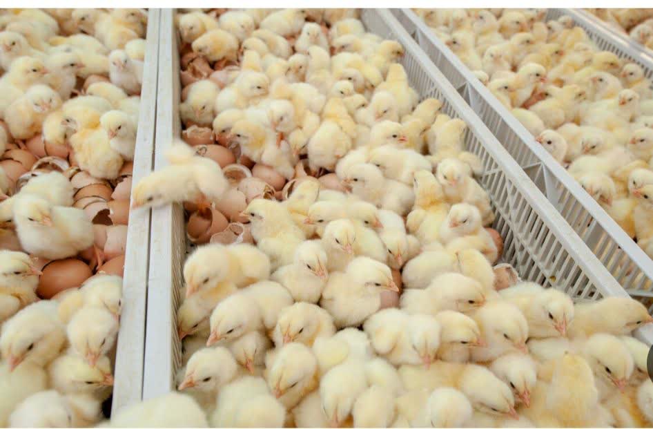 حفظ جایگاه شهرستان کاشمر در حوزه پرورش مرغ با استمرار در جوجه ریزی حفظ جایگاه شهرستان کاشمر در حوزه پرورش مرغ با استمرار در جوجه ریزی