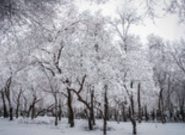 ورود سامانه بارشی به خراسان رضوی ورود سامانه بارشی به خراسان رضوی