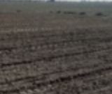 کشت زمستانه سه رقم چغندرقند در ایستگاه تحقیقات کشاورزی شهید رضوی مشهد کشت زمستانه سه رقم چغندرقند در ایستگاه تحقیقات کشاورزی شهید رضوی مشهد