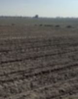 کشت زمستانه سه رقم چغندرقند در ایستگاه تحقیقات کشاورزی شهید رضوی مشهد