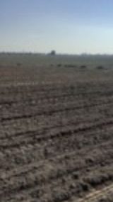 کشت زمستانه سه رقم چغندرقند در ایستگاه تحقیقات کشاورزی شهید رضوی مشهد