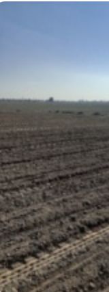 کشت زمستانه سه رقم چغندرقند در ایستگاه تحقیقات کشاورزی شهید رضوی مشهد کشت زمستانه سه رقم چغندرقند در ایستگاه تحقیقات کشاورزی شهید رضوی مشهد