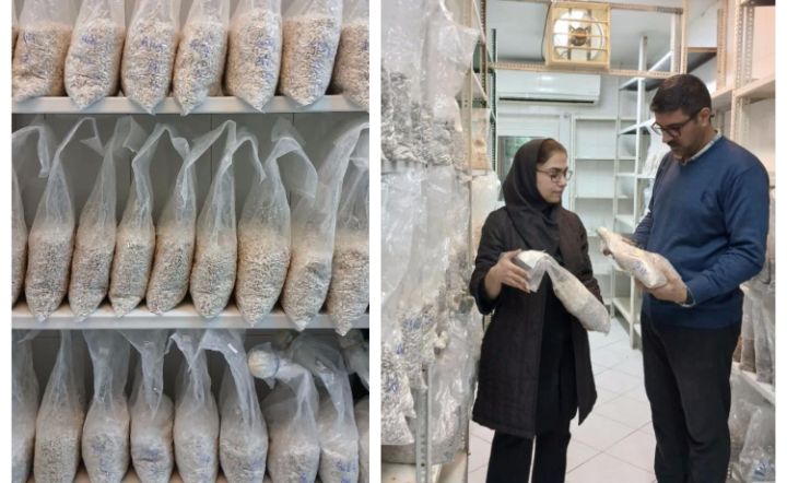 تحول فناورانه در مرکز خدمات تخصصی فناوری قارچهای خوراکی؛ جایگزینی سلوفانهای فیلتردار با روشهای سنتی تحول فناورانه در مرکز خدمات تخصصی فناوری قارچهای خوراکی؛ جایگزینی سلوفانهای فیلتردار با روشهای سنتی