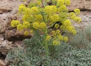 آنغوزه طلای سبز کویر،ازکشت تا توسعه اقتصادی آنغوزه طلای سبز کویر،ازکشت تا توسعه اقتصادی