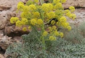 آنغوزه طلای سبز کویر،ازکشت تا توسعه اقتصادی