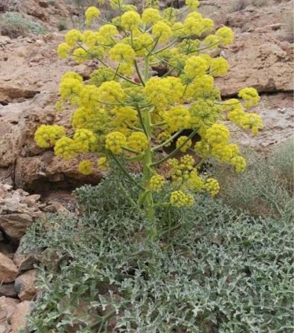 آنغوزه طلای سبز کویر،ازکشت تا توسعه اقتصادی آنغوزه طلای سبز کویر،ازکشت تا توسعه اقتصادی