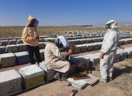 بیش از 31 هزار کیلوگرم عسل درشهرستان کاشمر تولید شد بیش از ۳۱ هزار کیلوگرم عسل درشهرستان کاشمر تولید شد