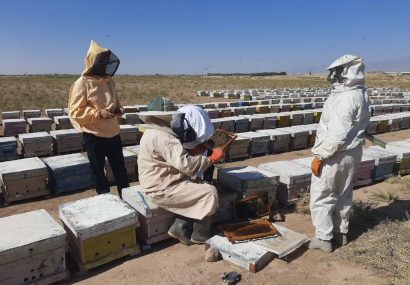 بیش از ۳۱ هزار کیلوگرم عسل درشهرستان کاشمر تولید شد