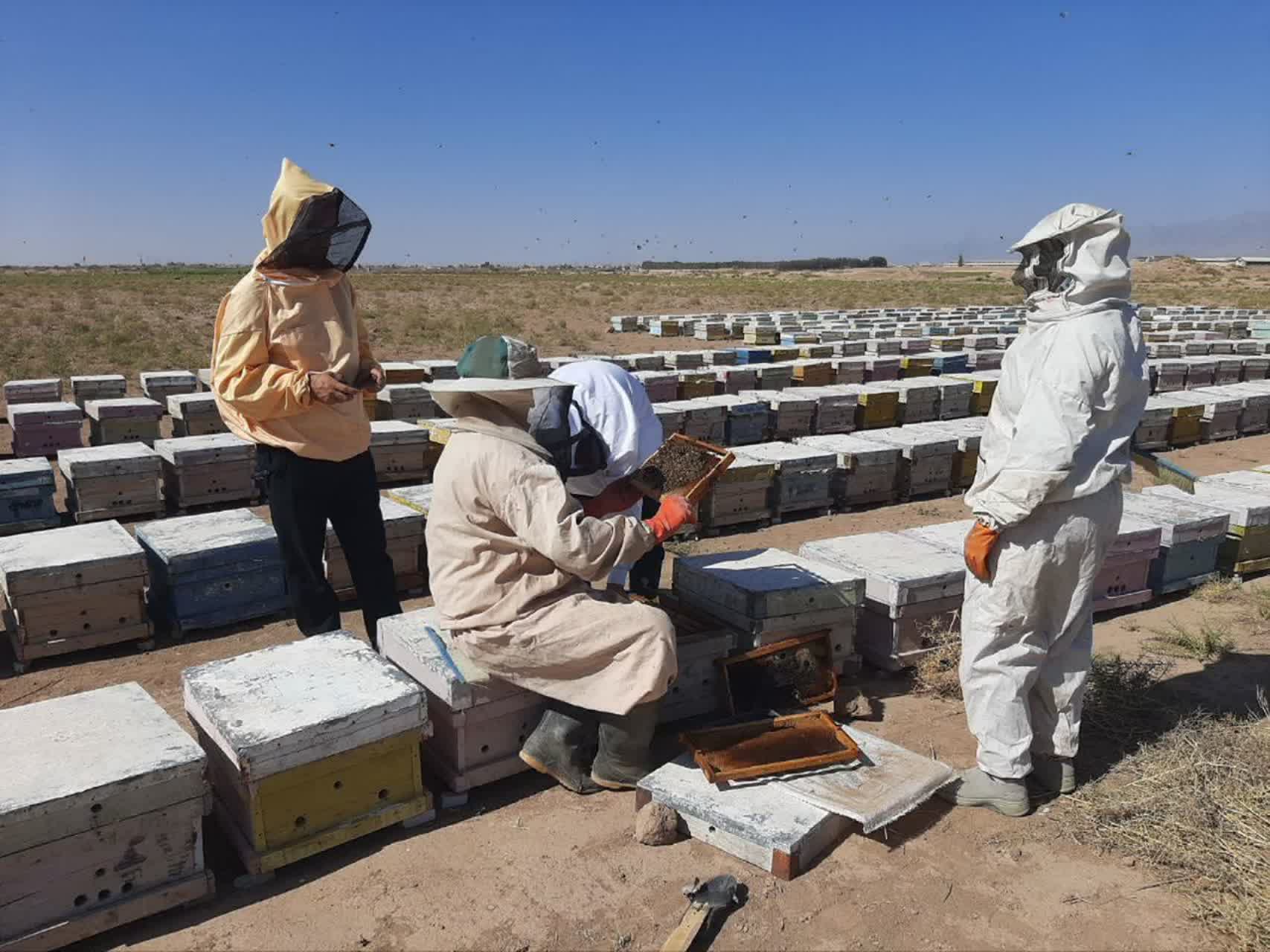 بیش از 31 هزار کیلوگرم عسل درشهرستان کاشمر تولید شد بیش از ۳۱ هزار کیلوگرم عسل درشهرستان کاشمر تولید شد
