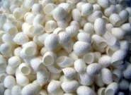 هدفگذاری برای تولید ۱۵۰۰ تن پیله تر ابریشم در پرورش بهاره امسال هدفگذاری برای تولید ۱۵۰۰ تن پیله تر ابریشم در پرورش بهاره امسال