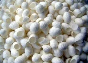 هدفگذاری برای تولید ۱۵۰۰ تن پیله تر ابریشم در پرورش بهاره امسال