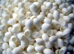 هدفگذاری برای تولید ۱۵۰۰ تن پیله تر ابریشم در پرورش بهاره امسال