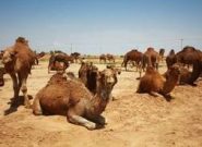 گسترش صنعت پرورش شتر در خراسان رضوی / تولید یکهزار تنی با اشتغالزایی 1500نفری گسترش صنعت پرورش شتر در خراسان رضوی / تولید یکهزار تنی با اشتغالزایی ۱۵۰۰نفری