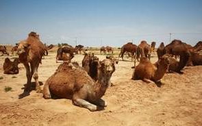 گسترش صنعت پرورش شتر در خراسان رضوی / تولید یکهزار تنی با اشتغالزایی ۱۵۰۰نفری