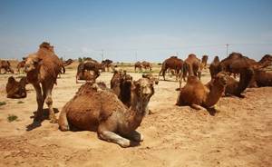 گسترش صنعت پرورش شتر در خراسان رضوی / تولید یکهزار تنی با اشتغالزایی ۱۵۰۰نفری