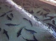 توسعه پرورش ماهیان خاویاری در خراسان رضوی توسعه پرورش ماهیان خاویاری در خراسان رضوی