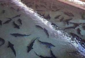 توسعه پرورش ماهیان خاویاری در خراسان رضوی