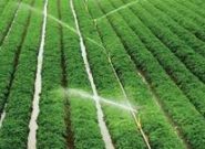 طرح ایجاد شبکه ملی مزارع الگویی کشاورزی در خراسان رضوی ابلاغ شد/134 واحد الگویی به بهره برداری می رسد طرح ایجاد شبکه ملی مزارع الگویی کشاورزی در خراسان رضوی ابلاغ شد/۱۳۴ واحد الگویی به بهره برداری می رسد