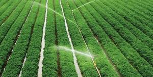 طرح ایجاد شبکه ملی مزارع الگویی کشاورزی در خراسان رضوی ابلاغ شد/۱۳۴ واحد الگویی به بهره برداری می رسد