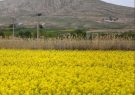 پیش بینی تولید بیش از ۶ هزار تن کلزا در خراسان رضوی