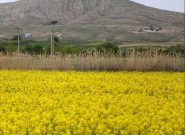 پیش بینی تولید بیش از ۶ هزار تن کلزا در خراسان رضوی پیش بینی تولید بیش از ۶ هزار تن کلزا در خراسان رضوی