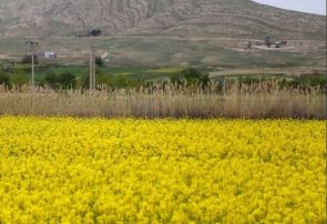 پیش بینی تولید بیش از ۶ هزار تن کلزا در خراسان رضوی