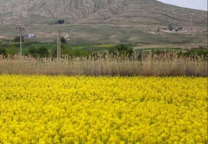 پیش بینی تولید بیش از ۶ هزار تن کلزا در خراسان رضوی