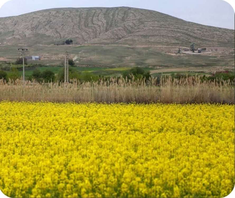 پیش بینی تولید بیش از ۶ هزار تن کلزا در خراسان رضوی پیش بینی تولید بیش از ۶ هزار تن کلزا در خراسان رضوی