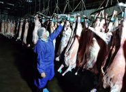 خراسان رضوی؛ پیشتاز تولید گوشت قرمز در کشور خراسان رضوی؛ پیشتاز تولید گوشت قرمز در کشور