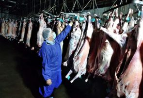 خراسان رضوی؛ پیشتاز تولید گوشت قرمز در کشور