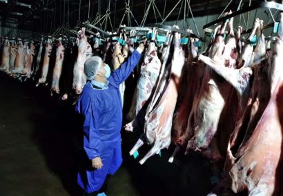 خراسان رضوی؛ پیشتاز تولید گوشت قرمز در کشور