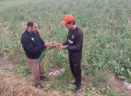 پیش بینی برداشت ۲۰ تن سیر خشک در کلات