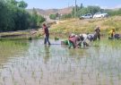 آغاز فصل نشا در قطب تولید برنج خراسان رضوی