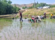 آغاز فصل نشا در قطب تولید برنج خراسان رضوی