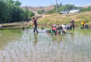 آغاز فصل نشا در قطب تولید برنج خراسان رضوی