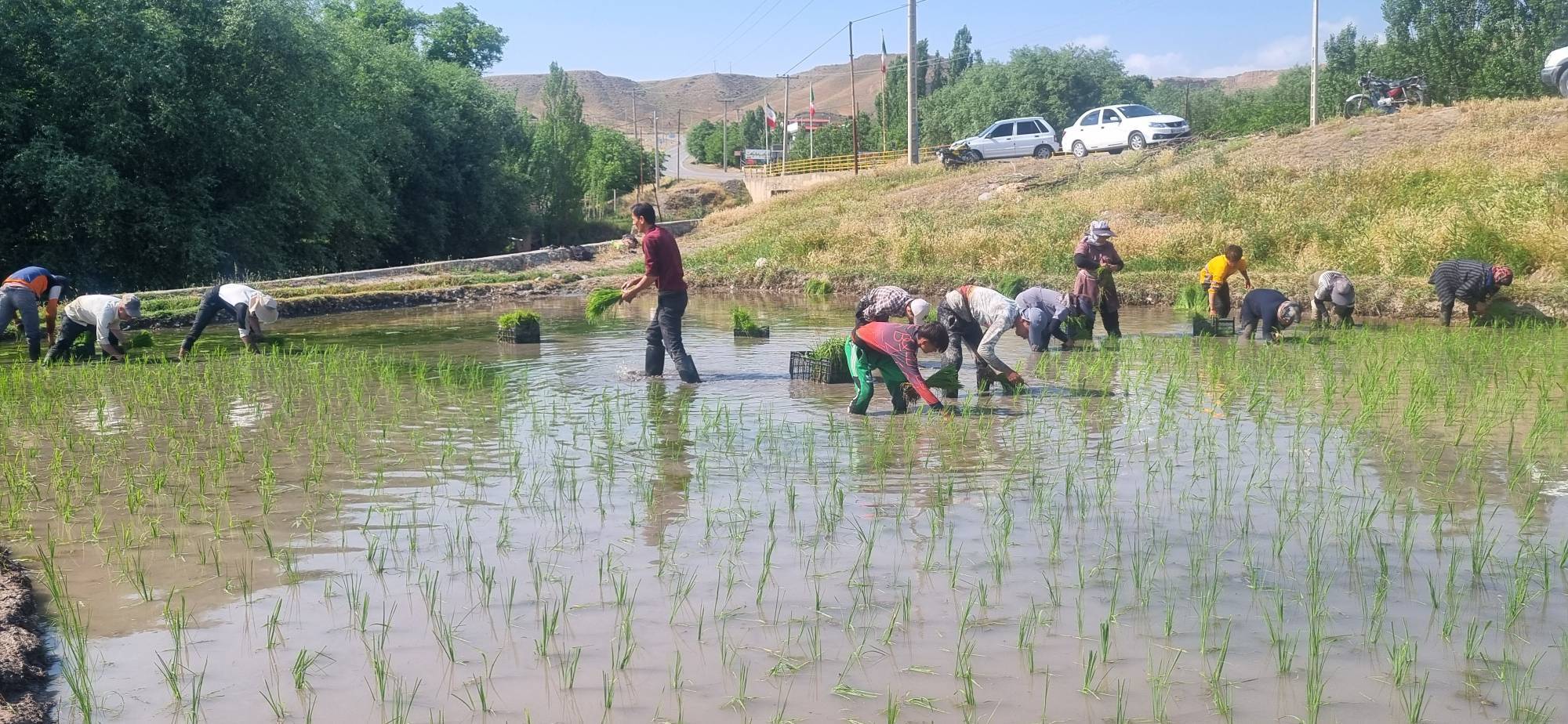 آغاز فصل نشا در قطب تولید برنج خراسان رضوی آغاز فصل نشا در قطب تولید برنج خراسان رضوی