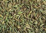برداشت بیش از ۳۳۳ تُن زیره سبز در شهرستان کاشمر