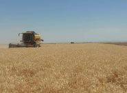 آغاز برداشت گندم از مزارع شهرستان تایباد آغاز برداشت گندم از مزارع شهرستان تایباد