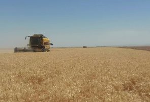 آغاز برداشت گندم از مزارع شهرستان تایباد