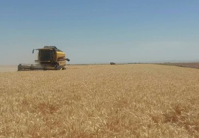 آغاز برداشت گندم از مزارع شهرستان تایباد
