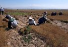 تایباد دارای رتبه نخست سطح زیر کشت زیره سبز در کشور