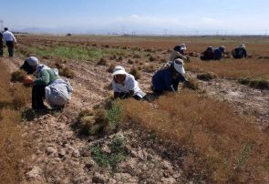 تایباد دارای رتبه نخست سطح زیر کشت زیره سبز در کشور