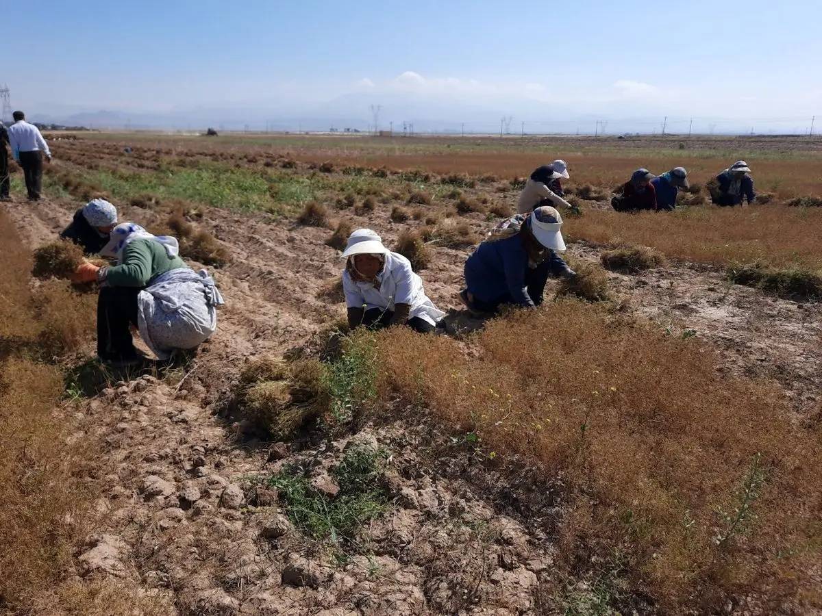 تایباد دارای رتبه نخست سطح زیر کشت زیره سبز در کشور تایباد دارای رتبه نخست سطح زیر کشت زیره سبز در کشور