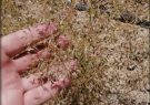 برداشت زیره کوهی در روستای آقداش کلات