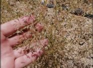 برداشت زیره کوهی در روستای آقداش کلات
