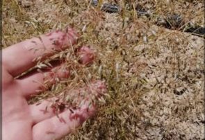 برداشت زیره کوهی در روستای آقداش کلات