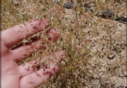برداشت زیره کوهی در روستای آقداش کلات